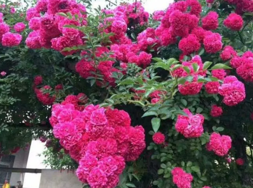 红木香花的修剪方法