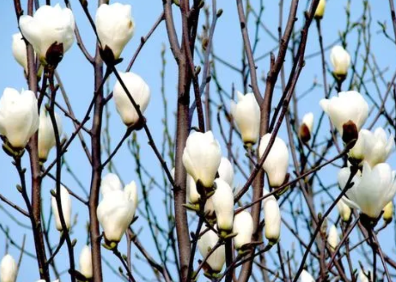 哪里有卖盆栽白玉兰花的