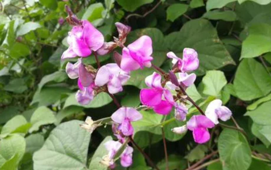 7月份扁豆不开花就没希望了