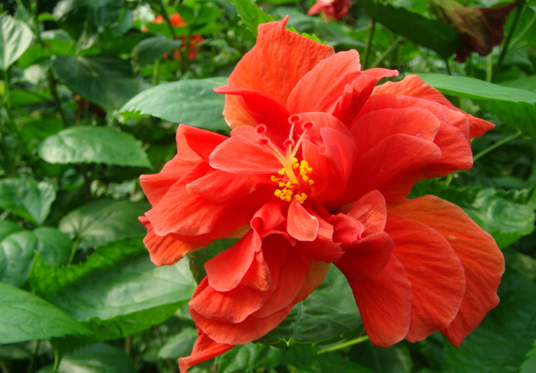 扶桑花需要修剪吗