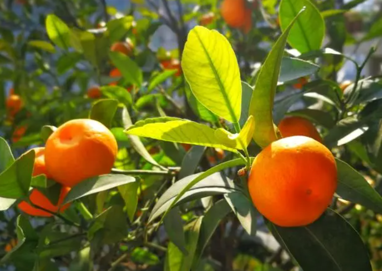 桔树为什么不结果