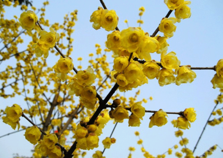 盆栽腊梅花的养殖方法什么是盆栽