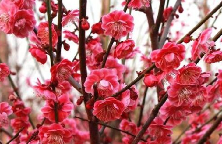 骨里红梅花掉花苞什么原因