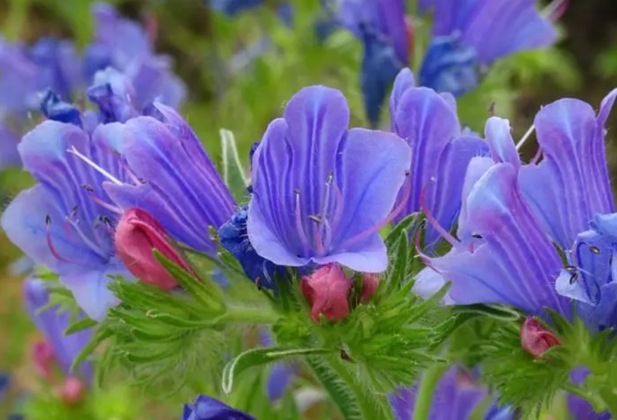 蓝蓟花什么时候播种