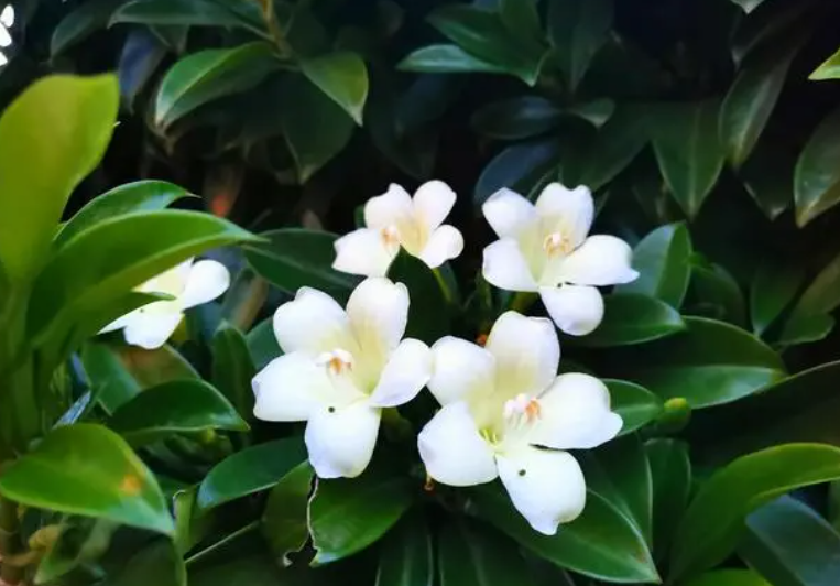 非洲茉莉几月开花