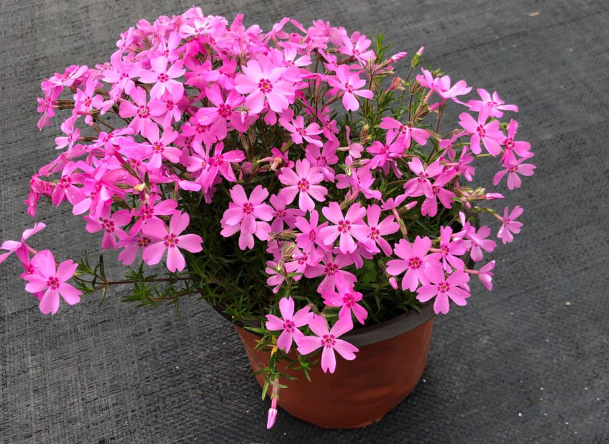 芝樱花的修剪方法