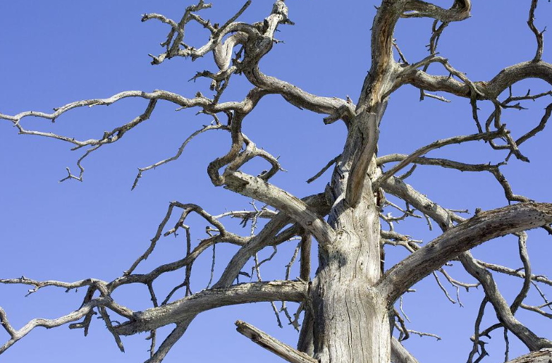 枯死的松树皮能直接养兰花吗