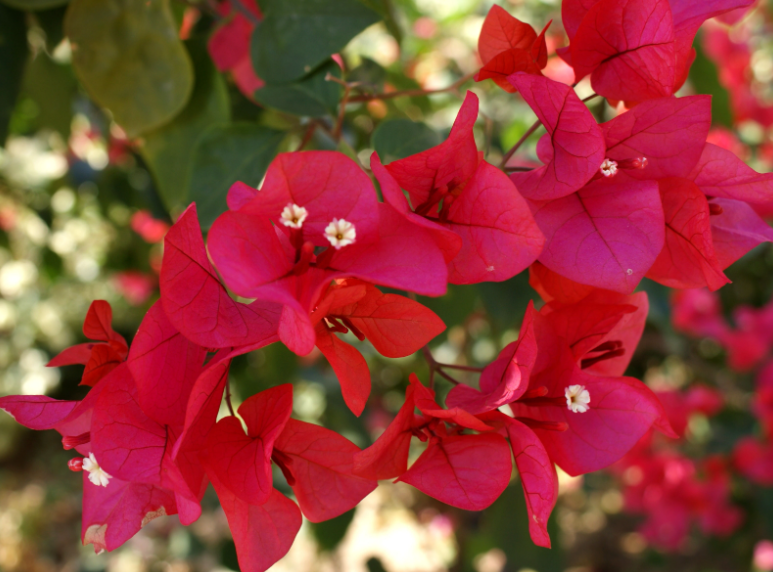 三角梅适合哪种花盆