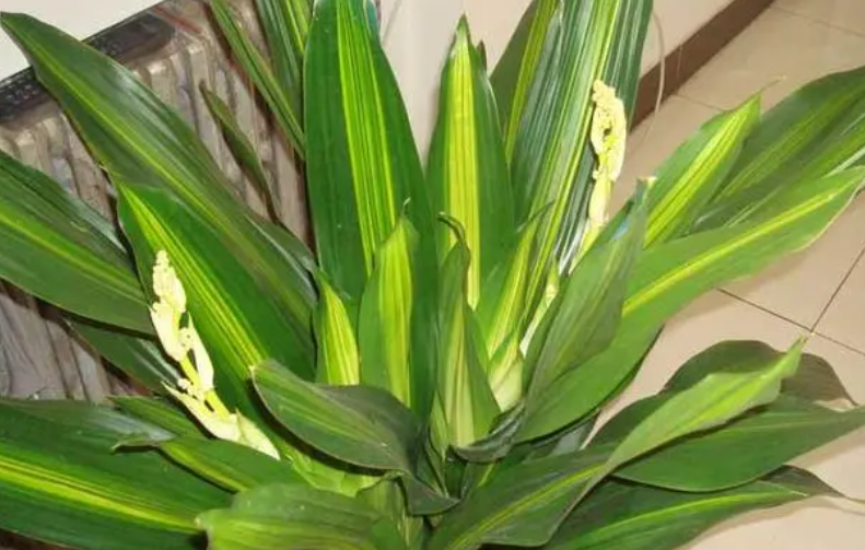 巴西铁树的繁殖方法