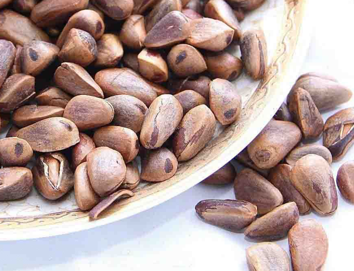 松树种子什么时候采摘