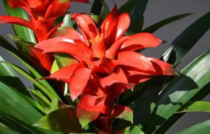 鸿运满堂花怎么养护