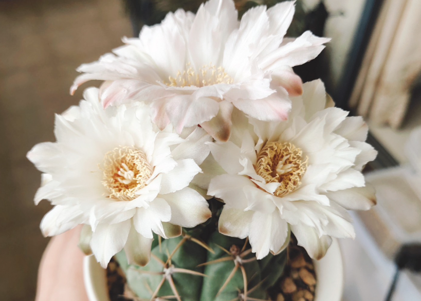 美花海王和绯花玉的区别