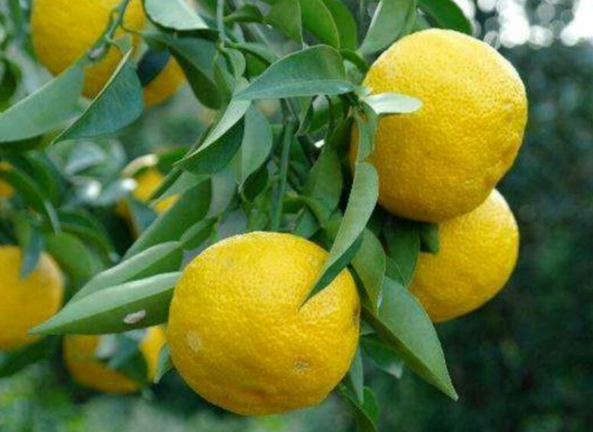 香橼树的养殖方法如下