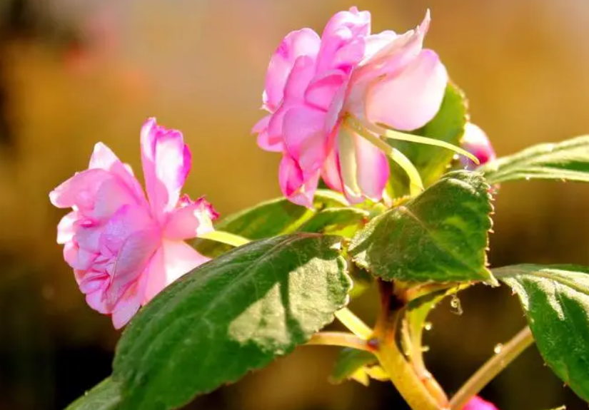 玻璃翠花水培多久生根