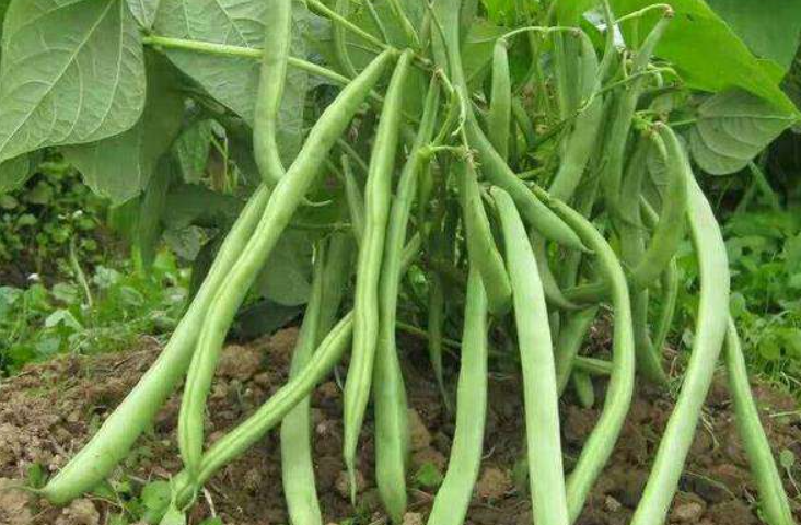 无架豆角多长时间开花结果