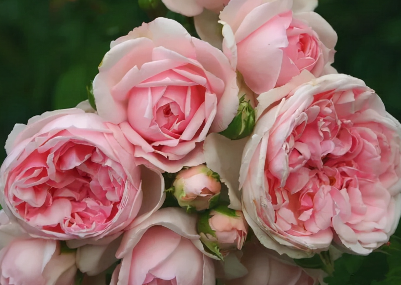 自由精神花苞什么样子