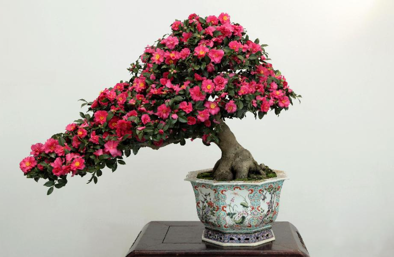 适合高深花盆的植物