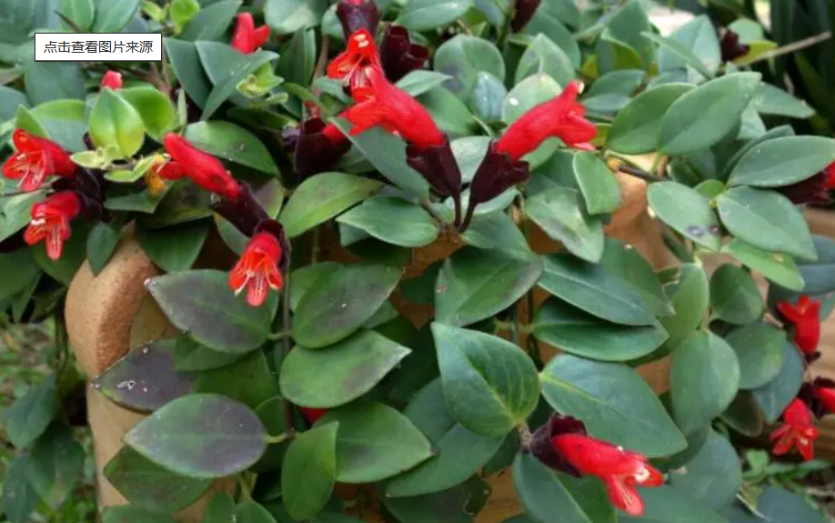 口红吊兰开完花后用修剪吗