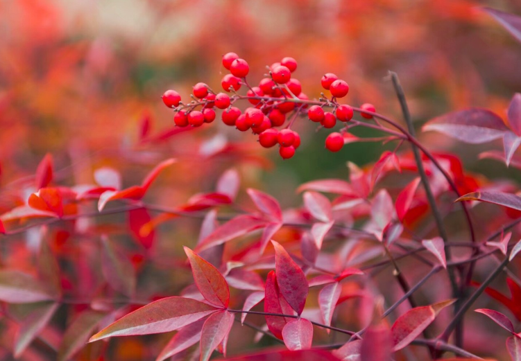 南天竹几年开花结果