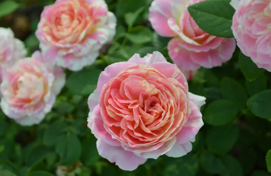 欧月月季花的养殖方法