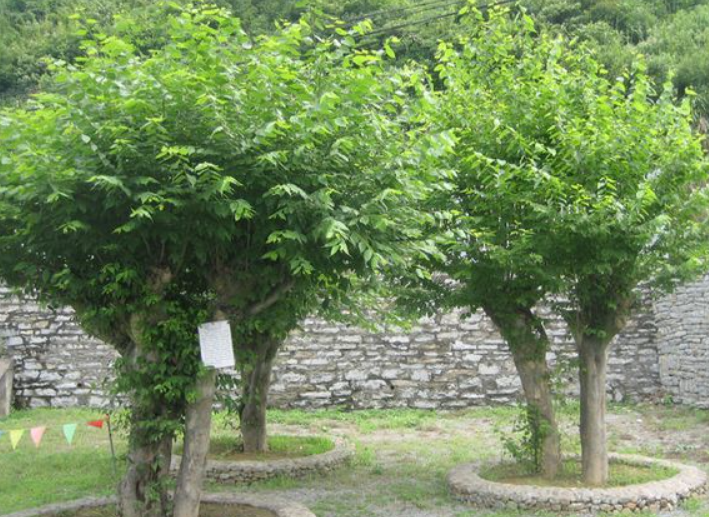 青檀树移栽需注意哪些