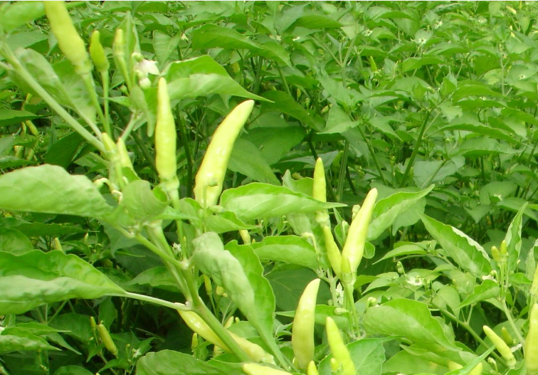 小米辣可以种在花盆里吗