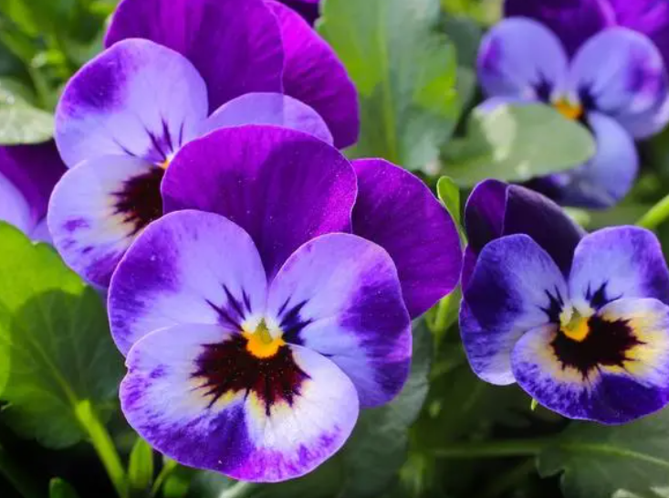 天天开花结种子吗