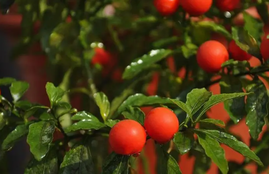 珊瑚豆能长成树吗