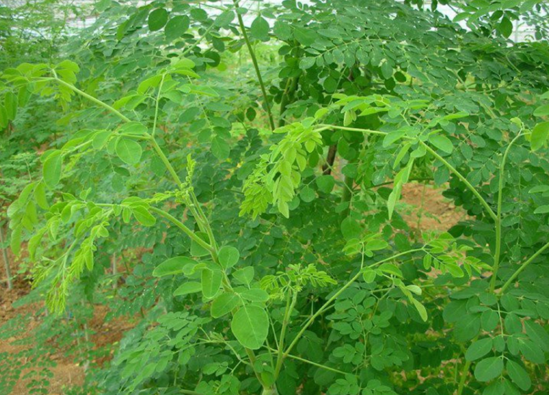 辣木树在北方怎样过冬