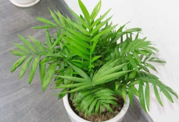 怎么养袖珍椰子树