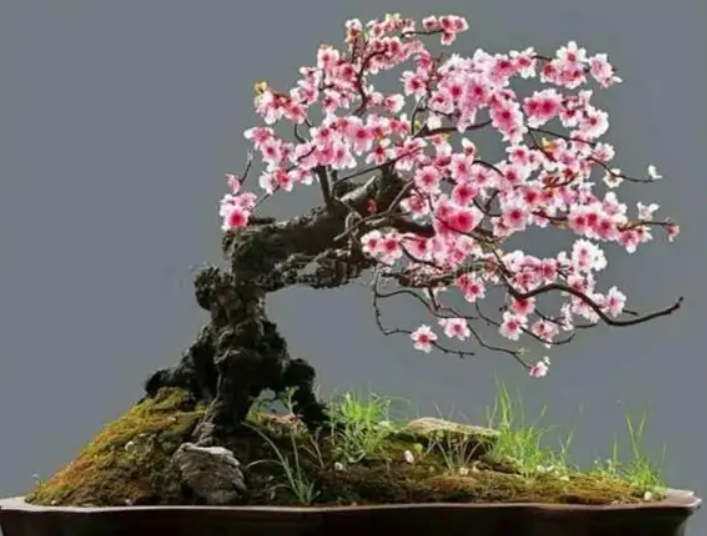 盆栽梅花适合什么土壤