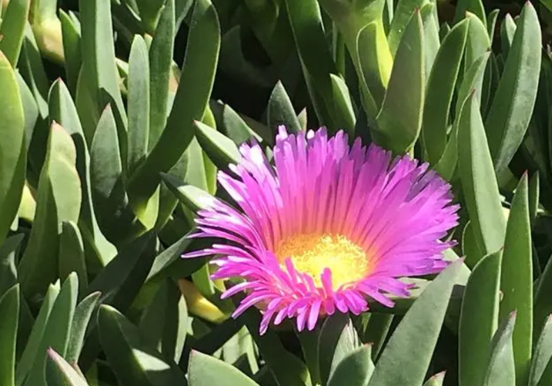 奔龙什么季节开花