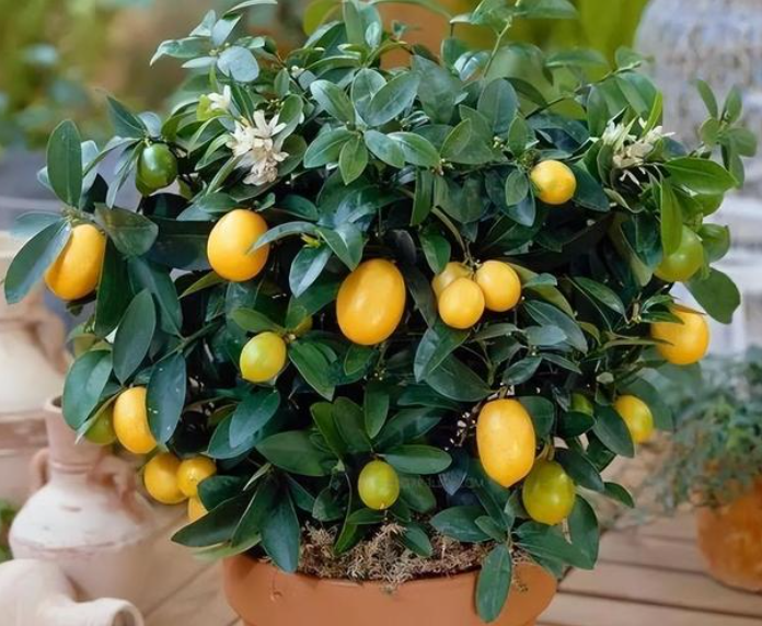 室内养的果树何时剪枝