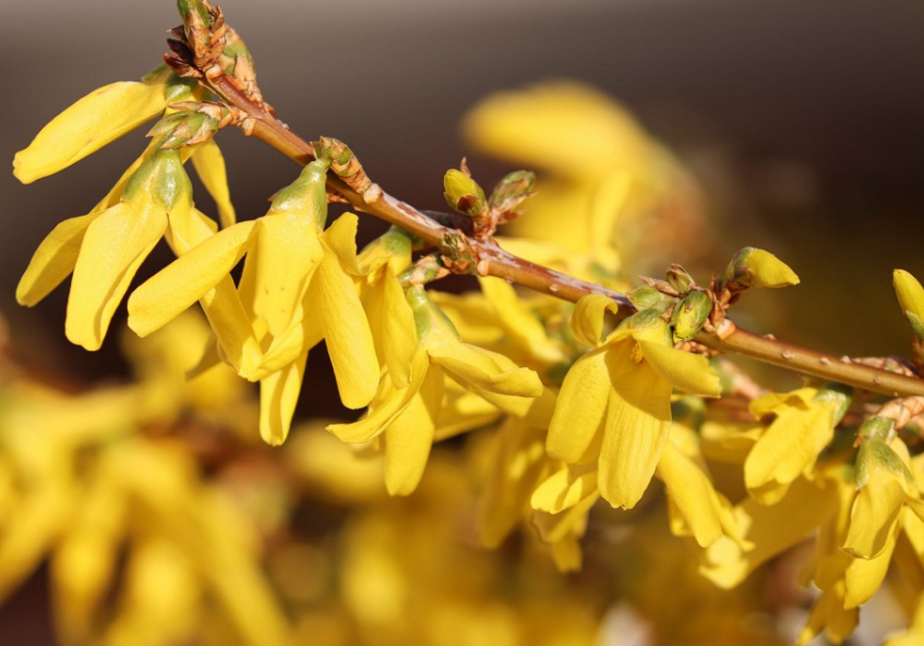 连翘为什么开花不结果