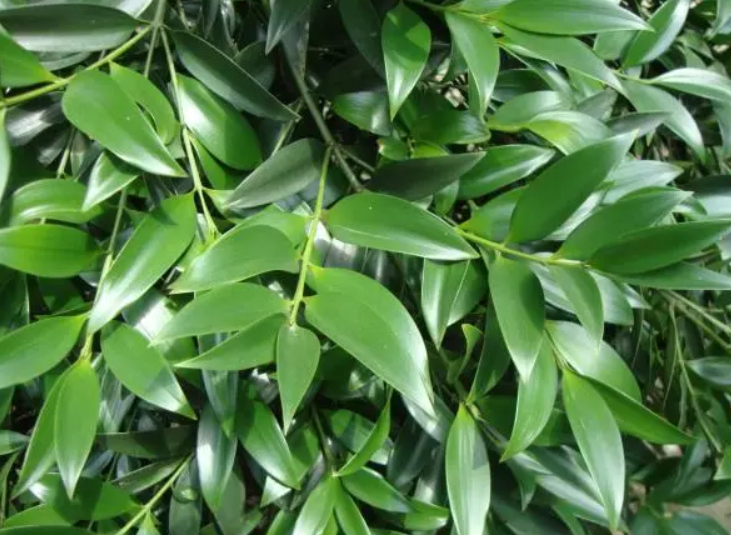 竹柏树的危害有多大