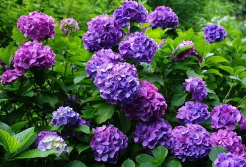 家里养绣球花好不好