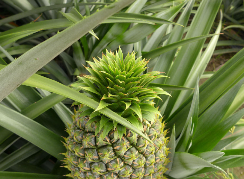 凤梨菠萝的催花技术
