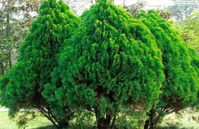 侧柏树苗多少钱一棵