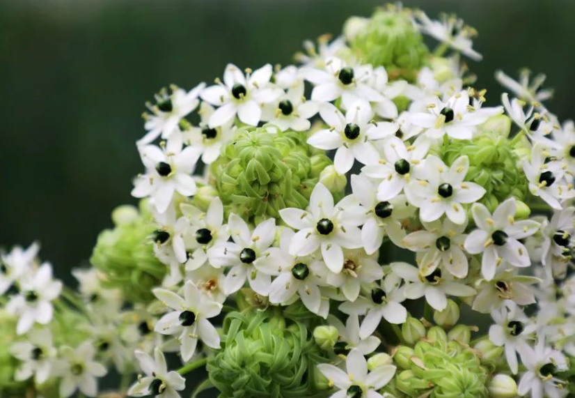 天鹅绒花开花后要剪掉吗