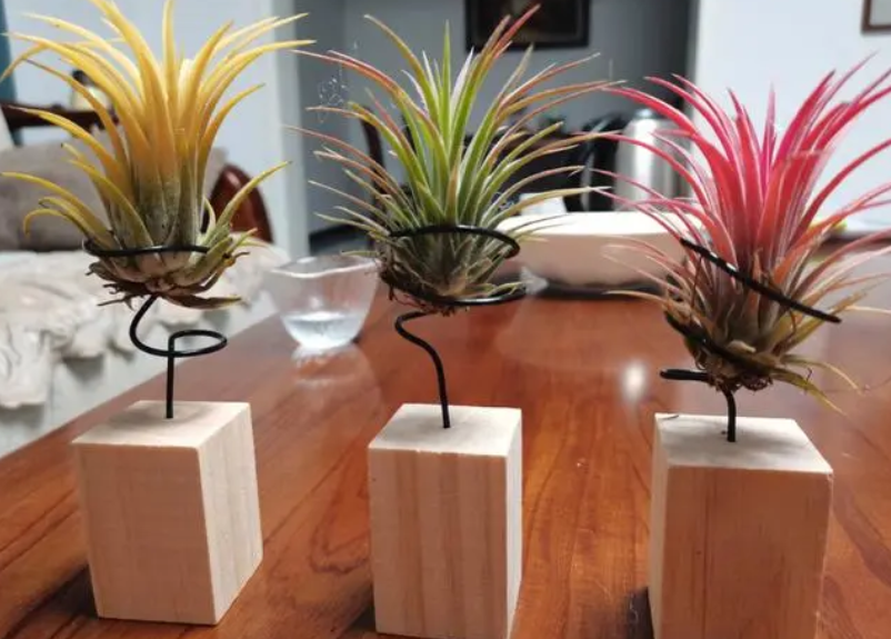 适合玻璃瓶水养的花草