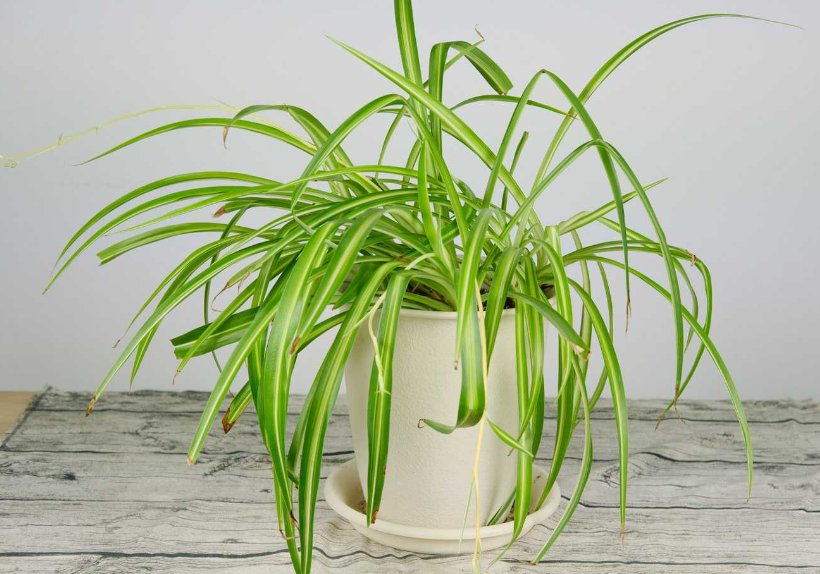 适合东北种植的爬藤花卉