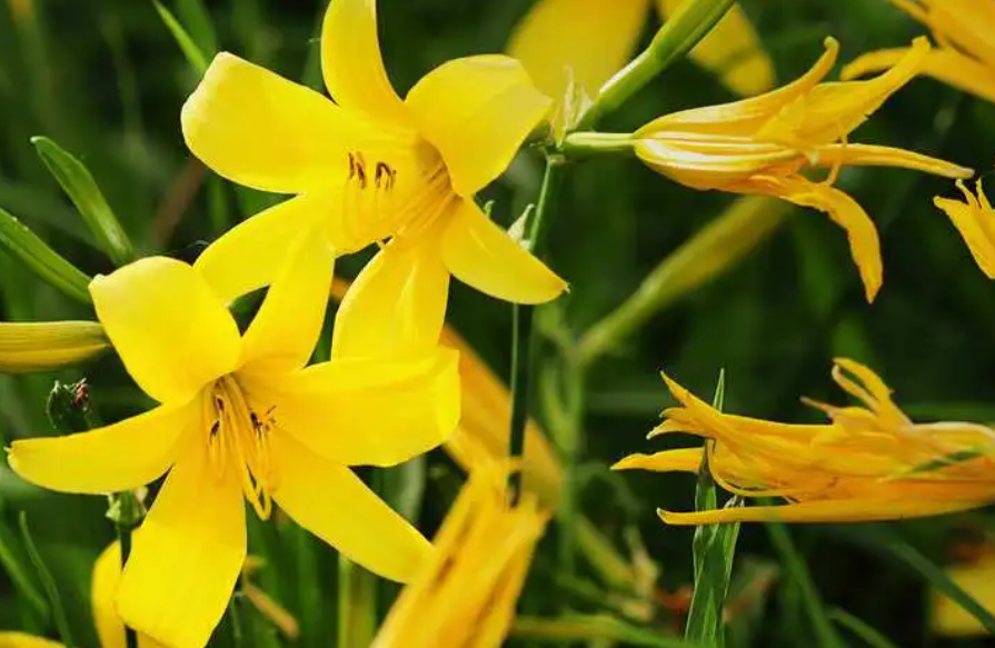 黄花菜一年开几次花