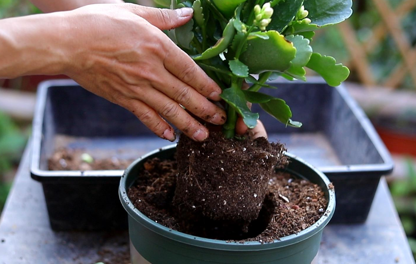 花换盆的注意事项