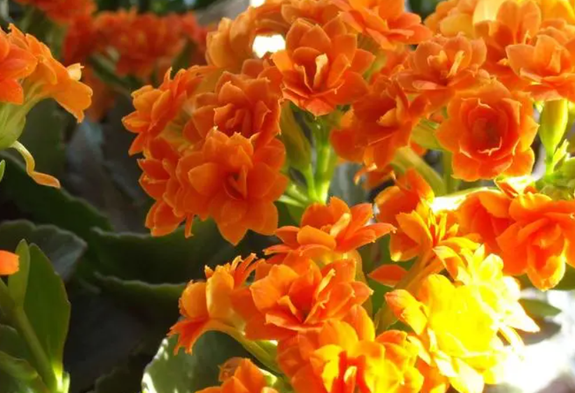 长寿花如何提高花期