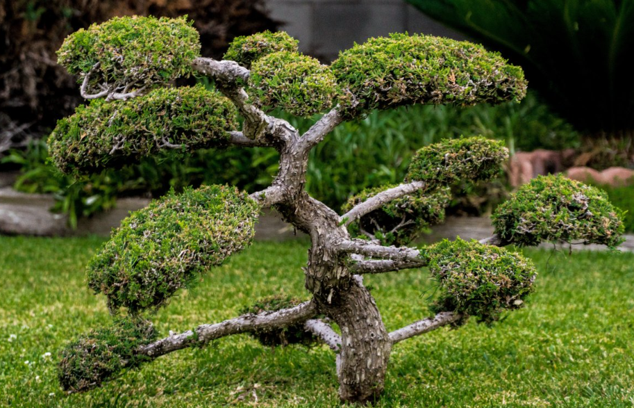 适合栽在家门口的景观树