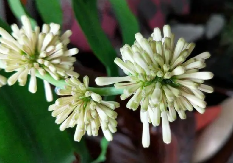 巴西木开花什么样的花