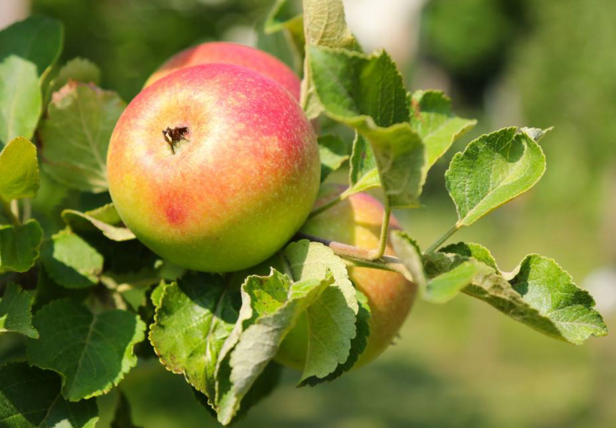 苹果树的生长周期