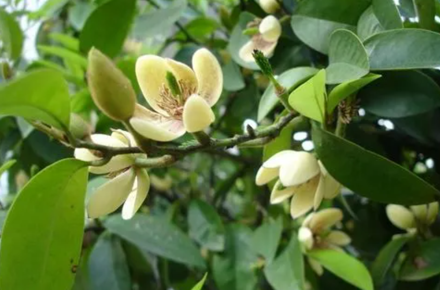 含笑树适合种在庭院吗