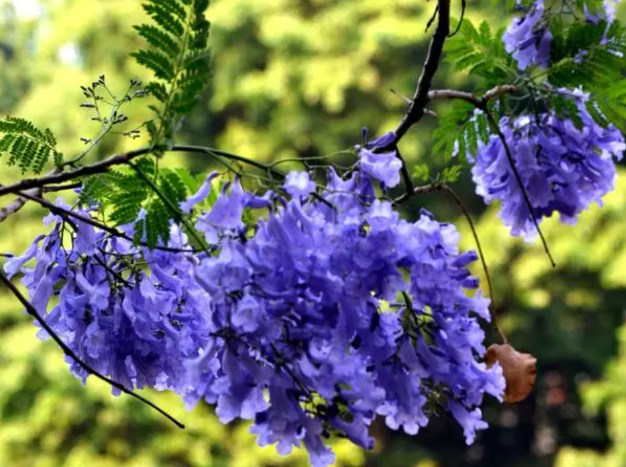 蓝花楹适合什么时候种植