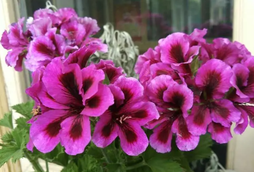 蝴蝶梅什么季节开花